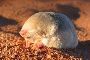 Saundice mole - подземен жител на sandy dunes Saundice mole - подземен жител на sandy dunes